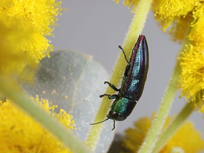 Melobasis obscurella, PL2322A, male, on Acacia spilleriana, MU, 8.8 × 3.2 mm